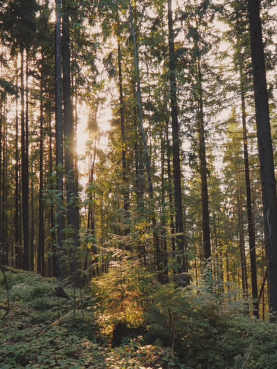 Viskose er lavet af cellouse fiber som stammer fra træ